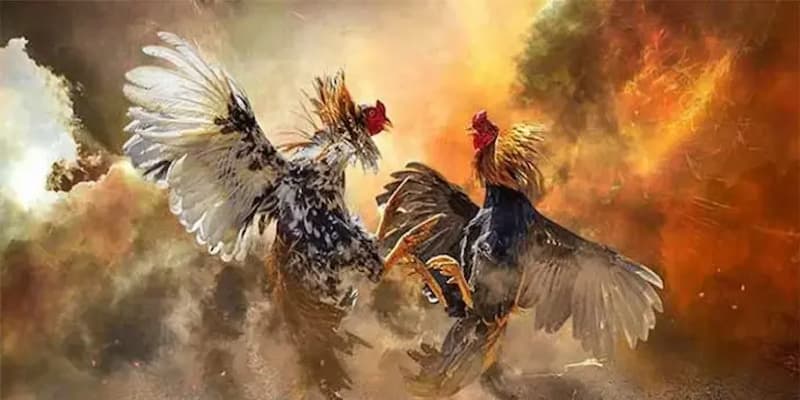 Giao diện đá gà Rikvip thân thiện và trải nghiệm tối ưu